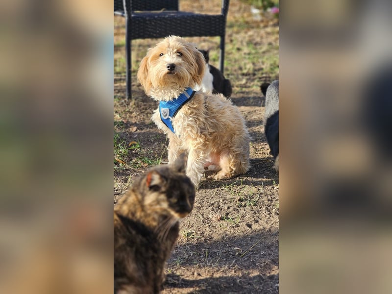 Brios wurde als Spielzeug angeschafft