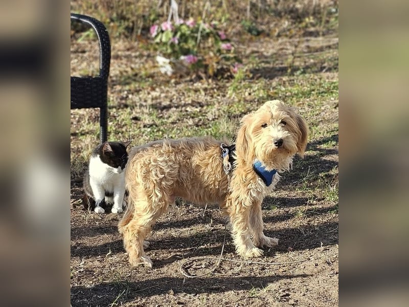 Brios wurde als Spielzeug angeschafft