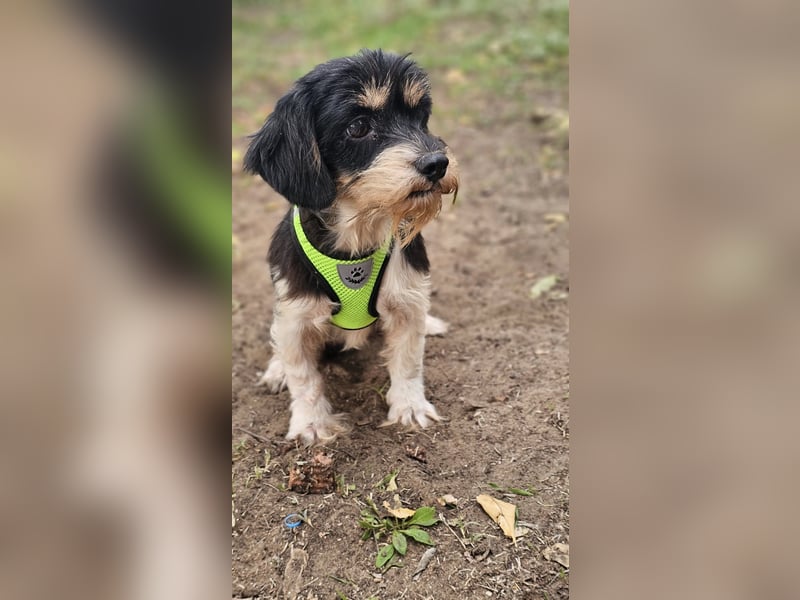 Cutie - ein zartes sensibles Hundemädel