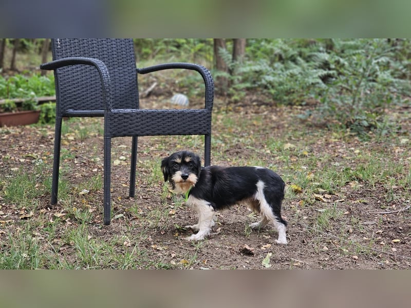 Cutie - ein zartes sensibles Hundemädel