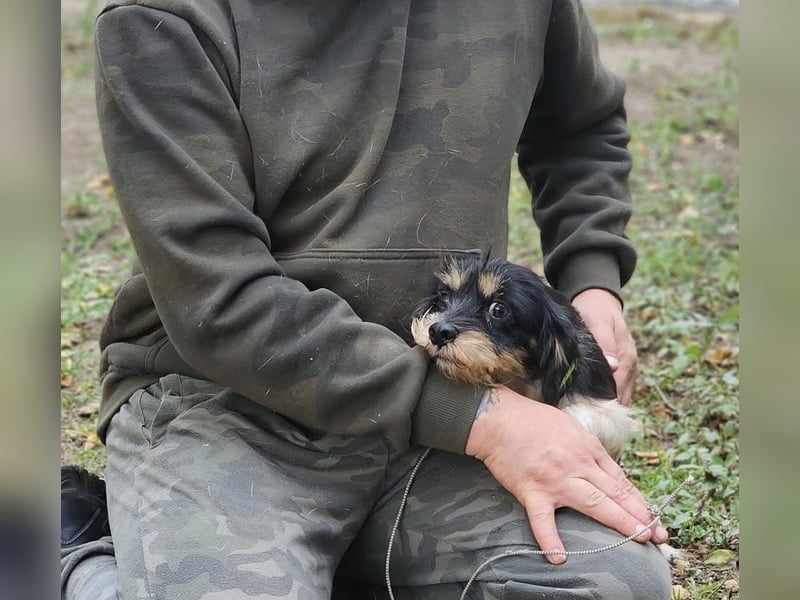 Cutie - ein zartes sensibles Hundemädel