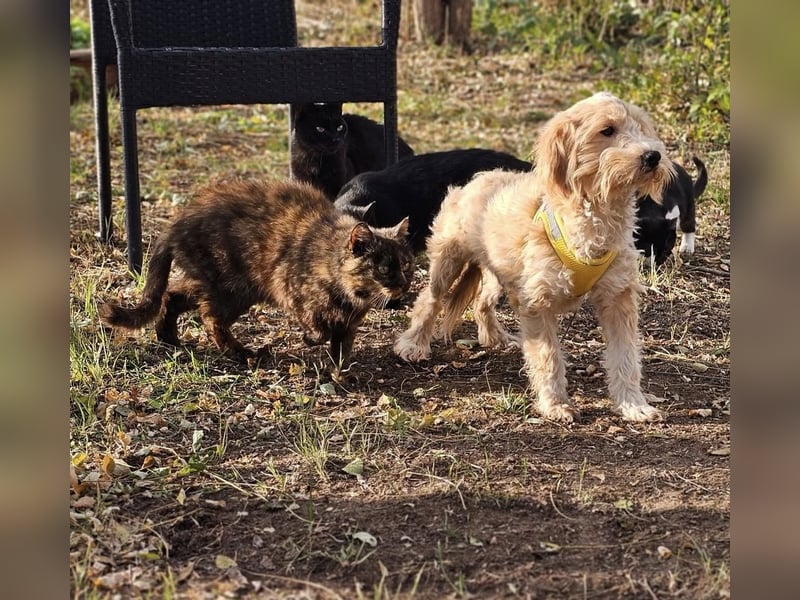 Brios wurde als Spielzeug angeschafft