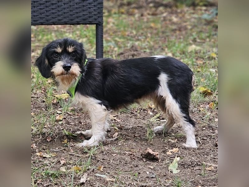 Cutie - ein zartes sensibles Hundemädel