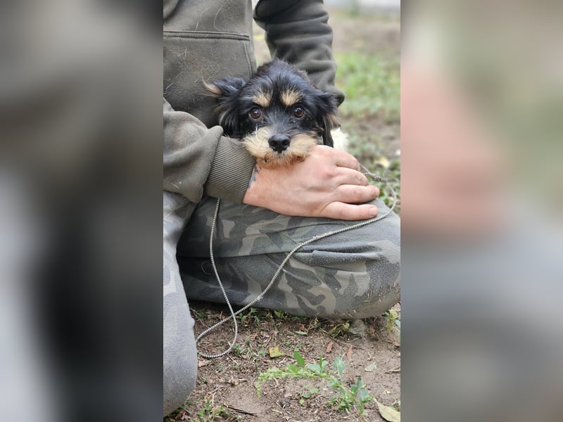 Cutie - ein zartes sensibles Hundemädel