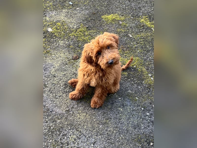 Maltipoo Weibchen 1 Jahr