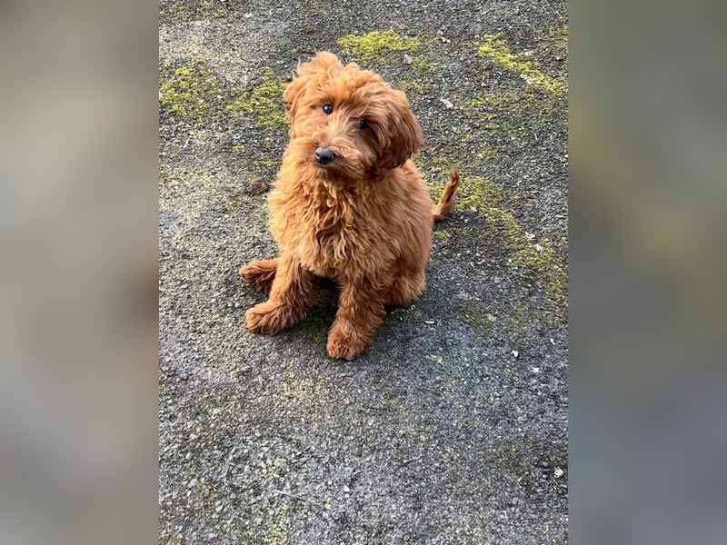 Maltipoo Weibchen 1 Jahr