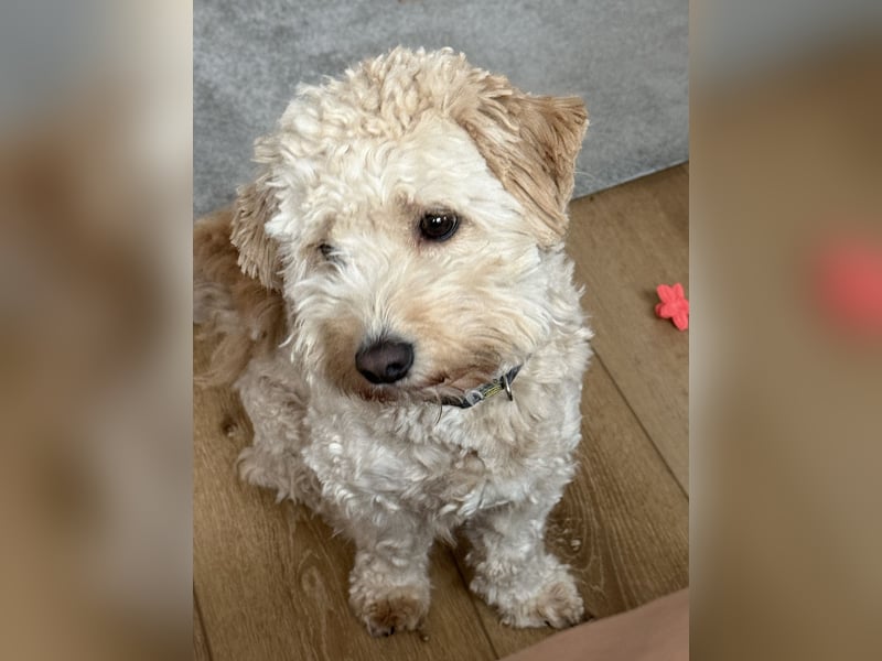 Maltipoo Rüde 12 Monate