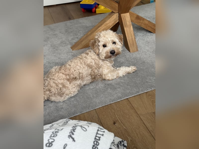 Maltipoo Rüde 12 Monate