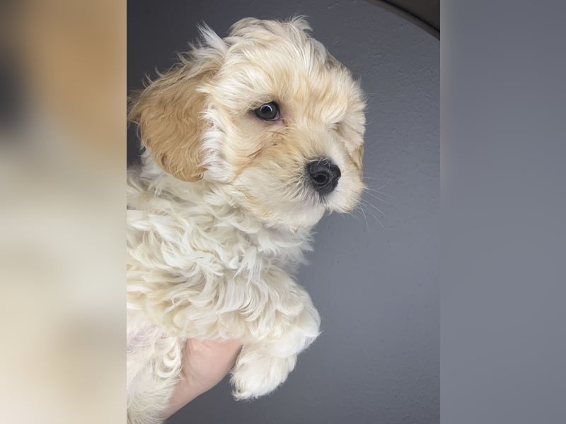 Maltipoo F1B Rüden