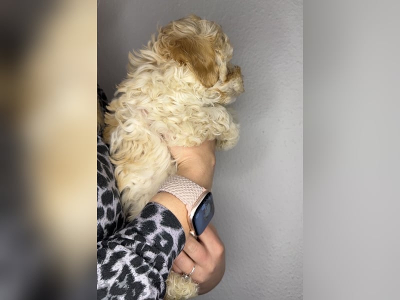 Maltipoo F1B Rüden