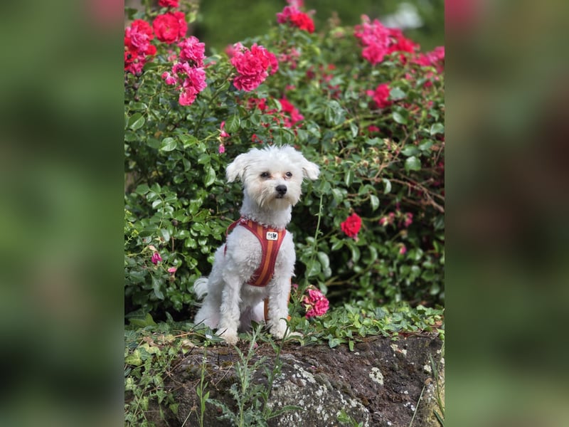 Zauberhafte Maltipoo Hündin