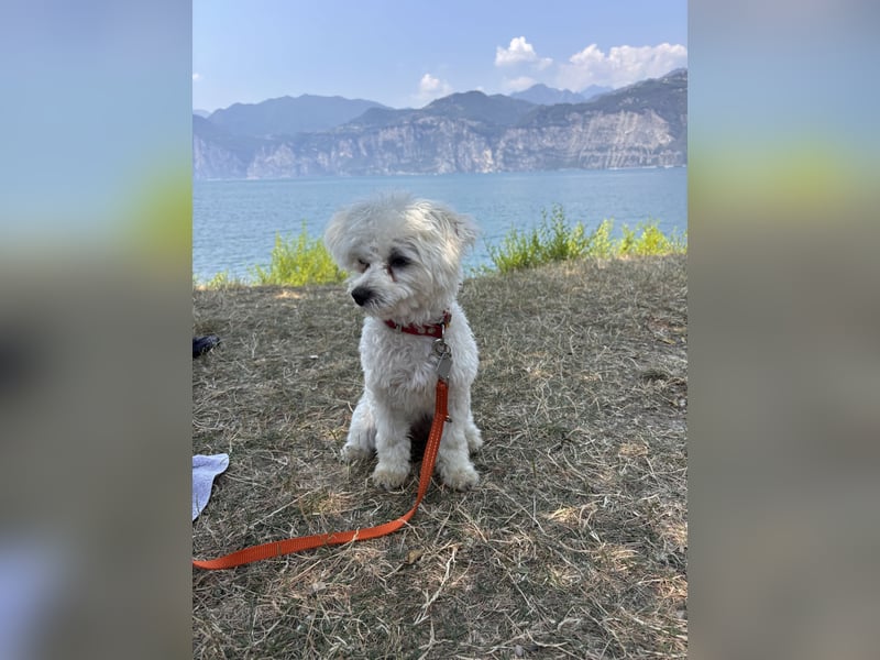 Zauberhafte Maltipoo Hündin