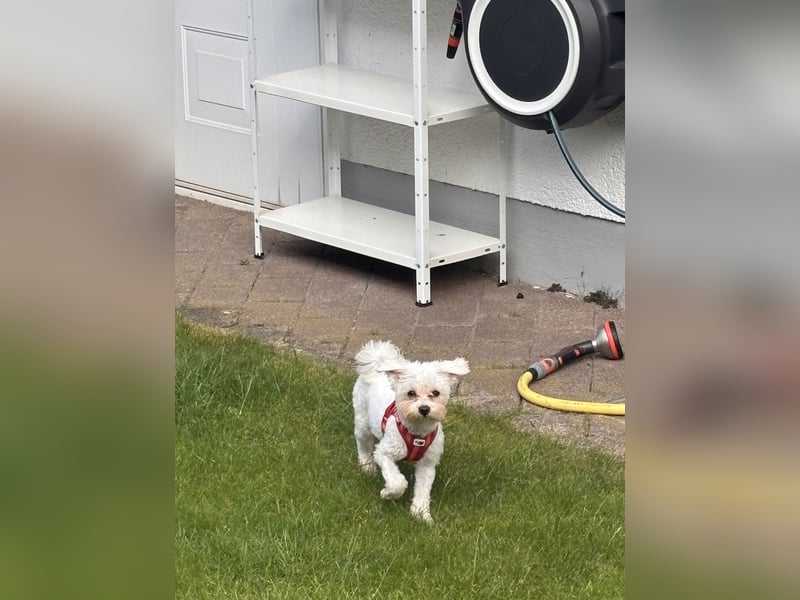 Zauberhafte Maltipoo Hündin