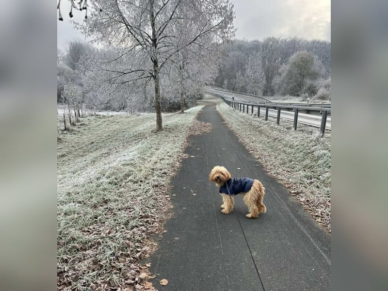 G'USTAV sucht ein ruhiges zuhause