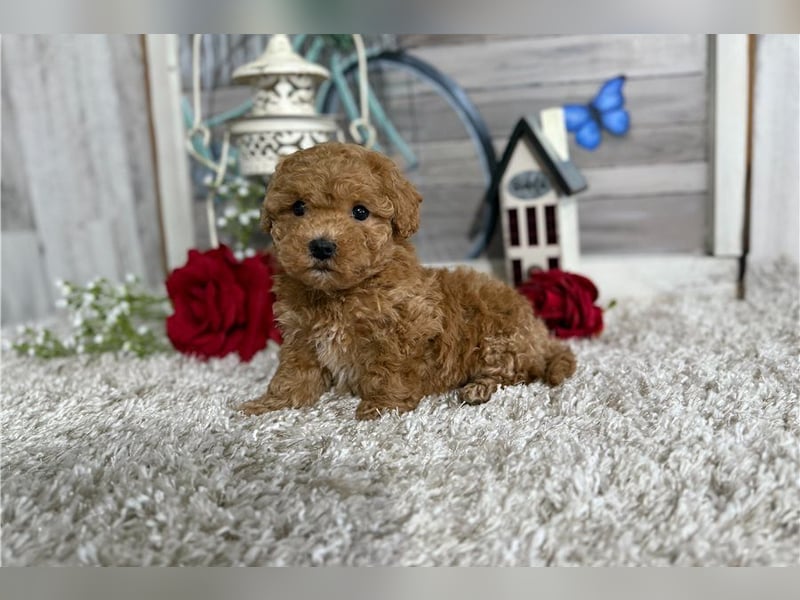 Maltipoo Welpen kleine Herzensbrecher suchen ihr Zuhause
