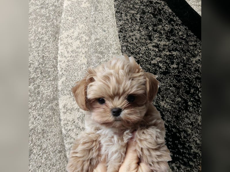Seltenheit : Asiatische Maltipoo Teddybär Welpen