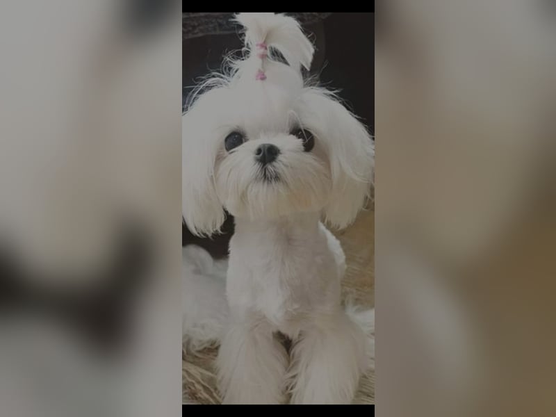 Seltenheit : Asiatische Maltipoo Teddybär Welpen