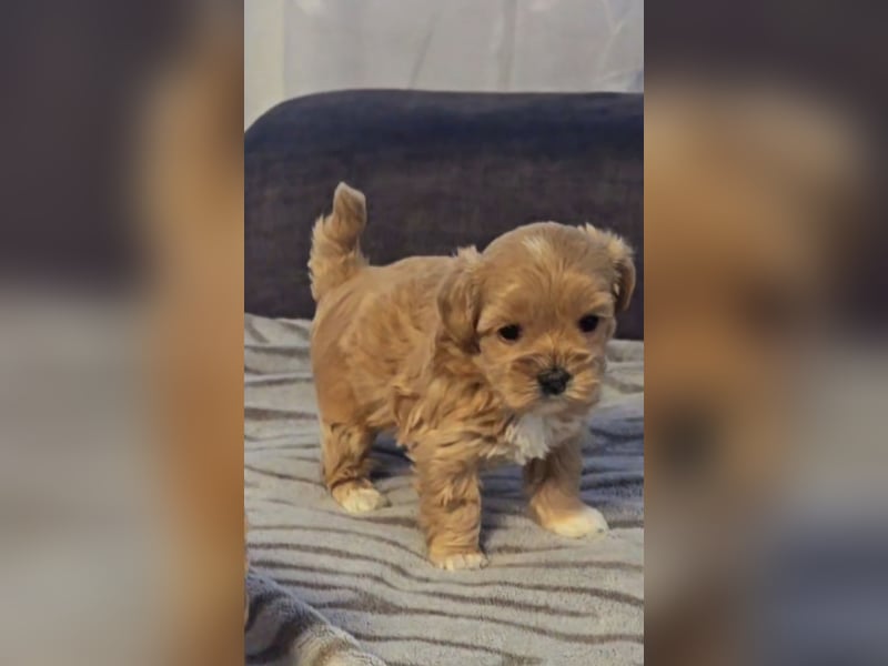 Seltenheit : Asiatische Maltipoo Teddybär Welpen