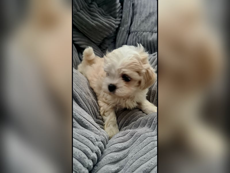 Ab SOFORT: Maltipoo Teddybären Welpen