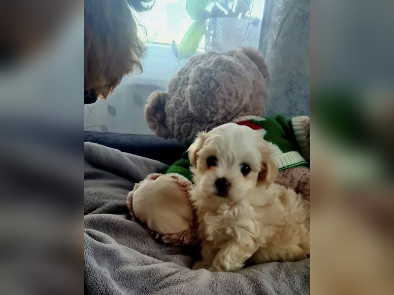 Seltenheit : Asiatische Maltipoo Teddybär Welpen