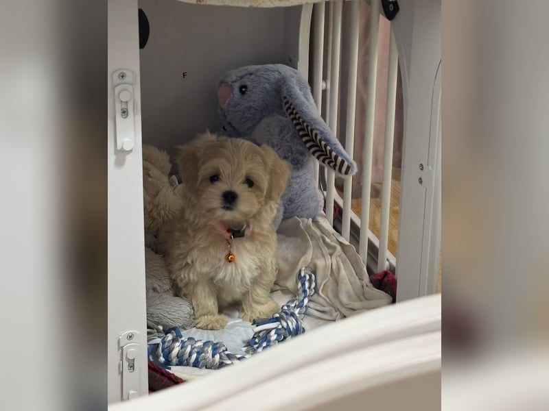 Ab SOFORT: Maltipoo Teddybären Welpen