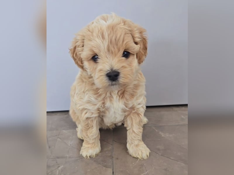 Ab SOFORT: Maltipoo Teddybären Welpen