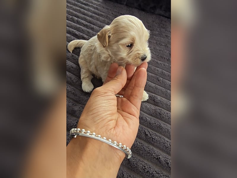 Seltenheit : Asiatische Maltipoo Teddybär Welpen