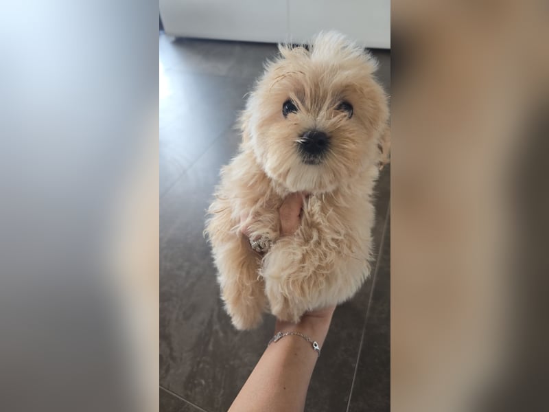 Ab SOFORT: Maltipoo Teddybären Welpen