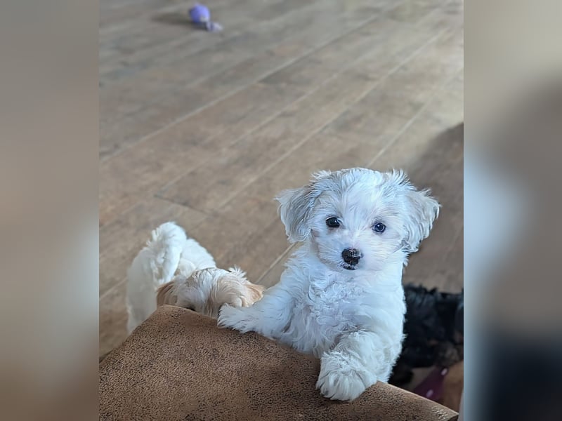 Wurfankündigung: Maltipoo, Chibietzu+Poo, Pudelmischling