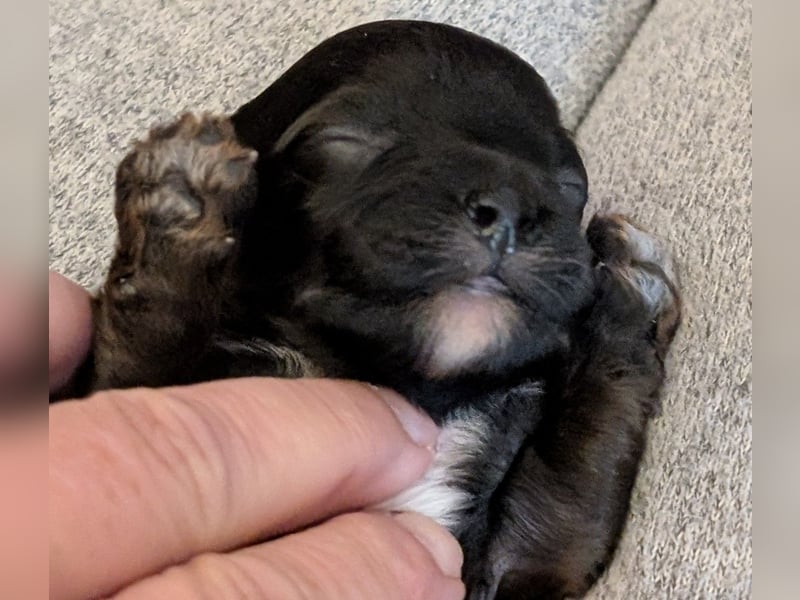 Unsere Maltipoo, Chibietzu+Poo, Pudelmixies sind da. Abgabe Ende Juli