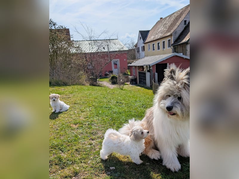 Wurfankündigung: Maltipoo, Chibietzu+Poo, Pudelmischling