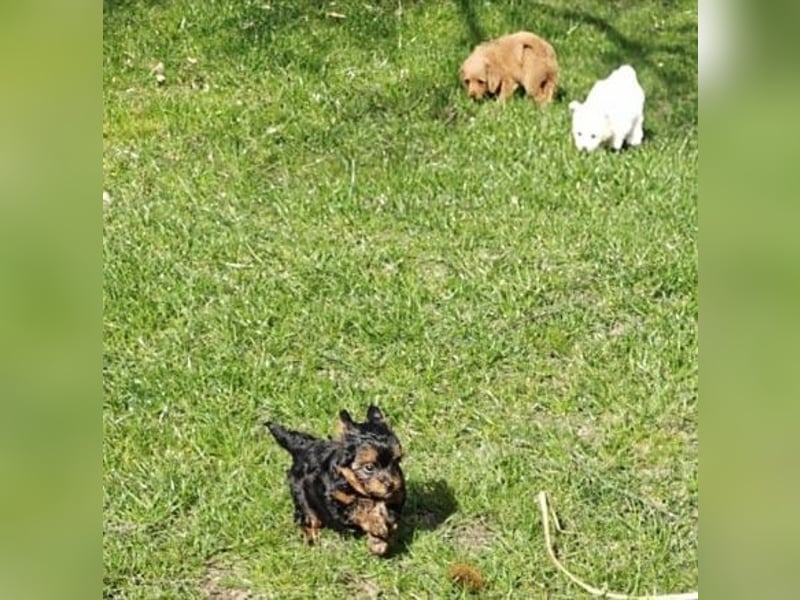 Wurfankündigung: Maltipoo, Chibietzu+Poo, Pudelmischling