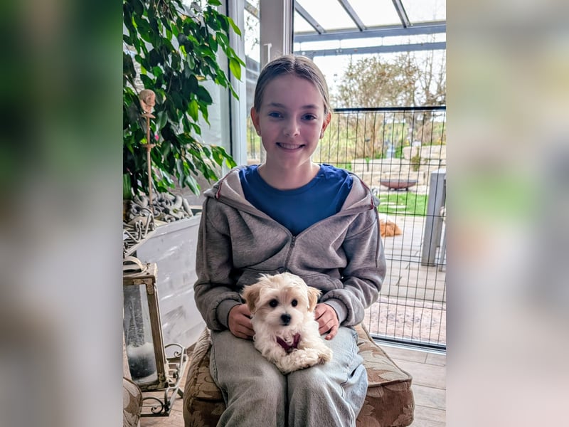 Wurfankündigung: Maltipoo, Chibietzu+Poo, Pudelmischling