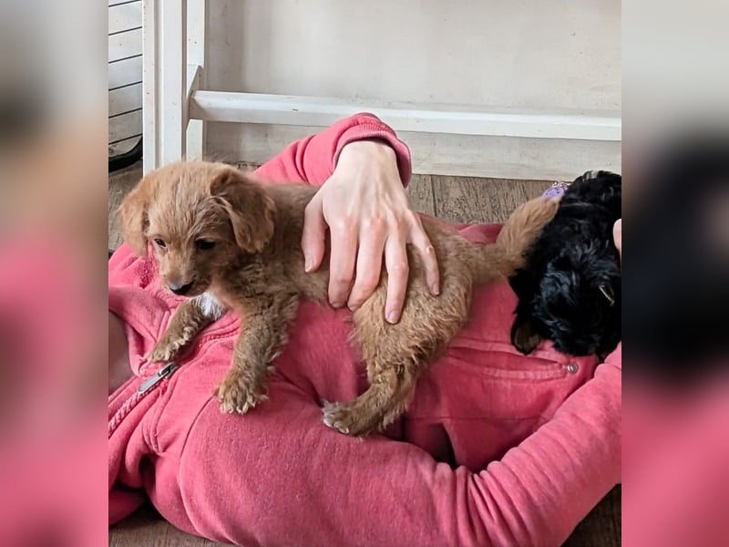Wurfankündigung: Maltipoo, Chibietzu+Poo, Pudelmischling