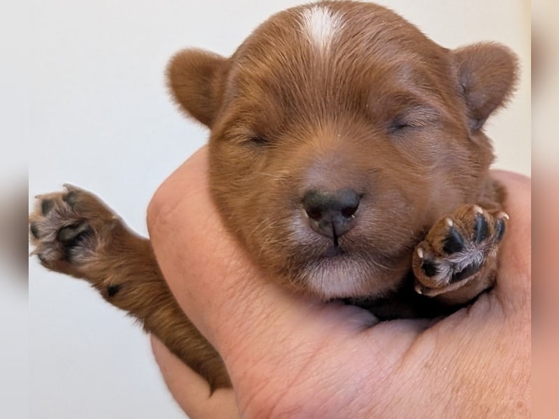 Unsere Maltipoo, Chibietzu+Poo, Pudelmixies sind da. Abgabe Ende Juli