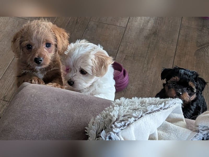Wurfankündigung: Maltipoo, Chibietzu+Poo, Pudelmischling