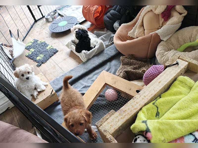 Wurfankündigung: Maltipoo, Chibietzu+Poo, Pudelmischling
