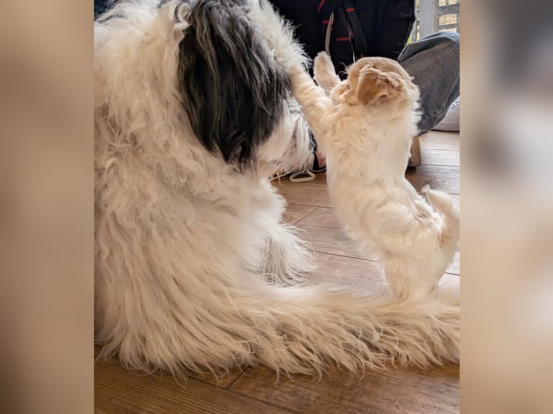 Wurfankündigung: Maltipoo, Chibietzu+Poo, Pudelmischling