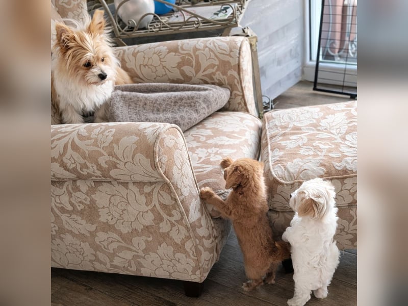 Wurfankündigung: Maltipoo, Chibietzu+Poo, Pudelmischling