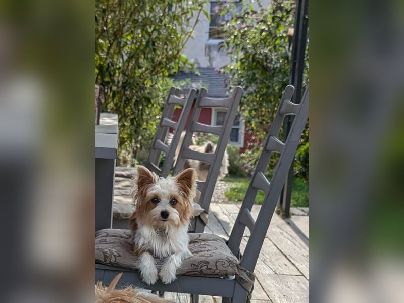 Wurfankündigung: Maltipoo, Chibietzu+Poo, Pudelmischling