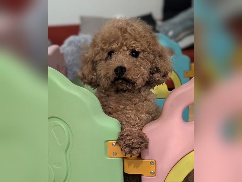 Wurfankündigung: Maltipoo, Chibietzu+Poo, Pudelmischling