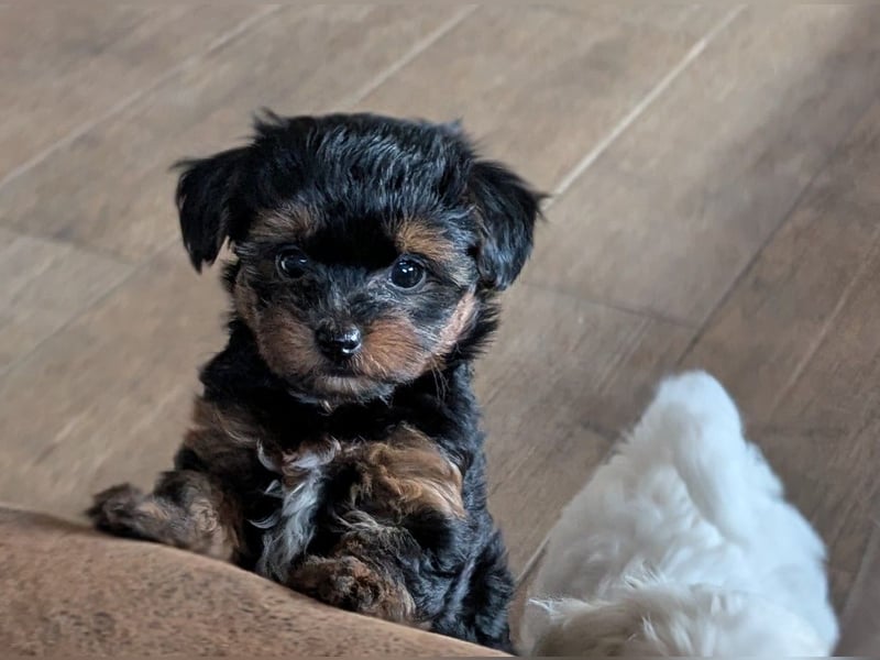 Wurfankündigung: Maltipoo, Chibietzu+Poo, Pudelmischling