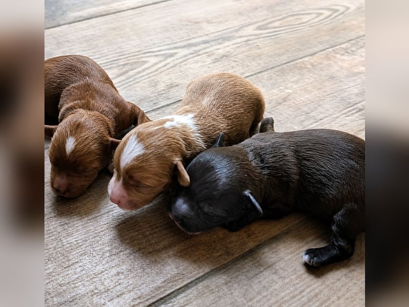 Unsere Maltipoo, Chibietzu+Poo, Pudelmixies sind da. Abgabe Ende Juli