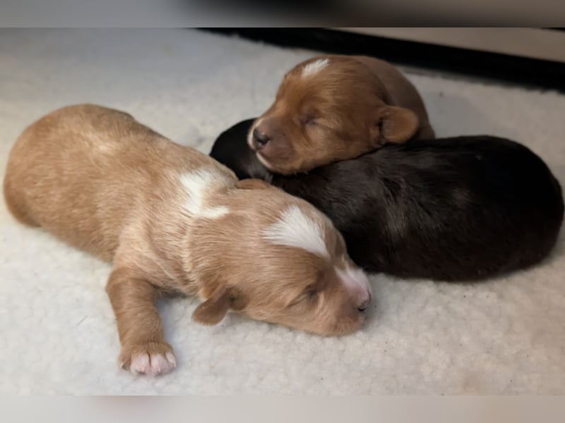 Unsere Maltipoo, Chibietzu+Poo, Pudelmixies sind da. Abgabe Ende Juli