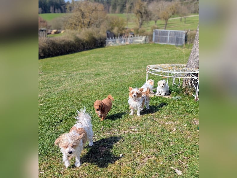 Wurfankündigung: Maltipoo, Chibietzu+Poo, Pudelmischling