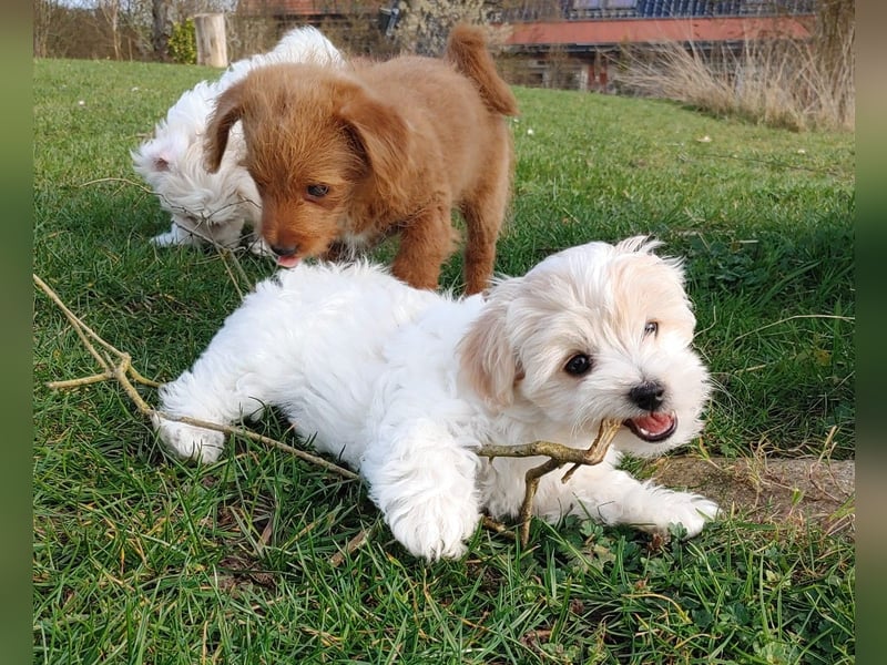 Wurfankündigung: Maltipoo, Chibietzu+Poo, Pudelmischling