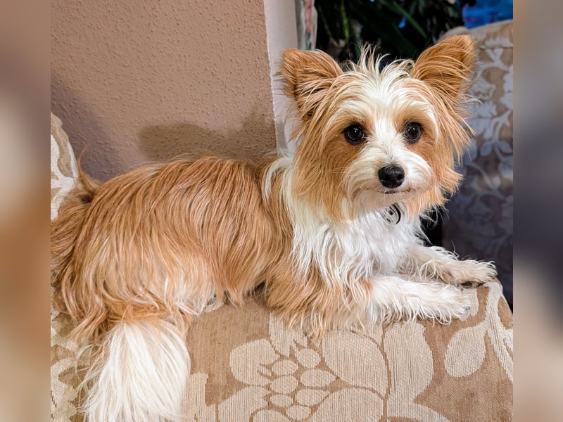 Wurfankündigung: Maltipoo, Chibietzu+Poo, Pudelmischling