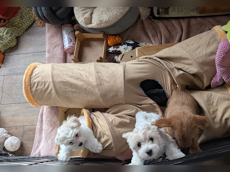 Wurfankündigung: Maltipoo, Chibietzu+Poo, Pudelmischling