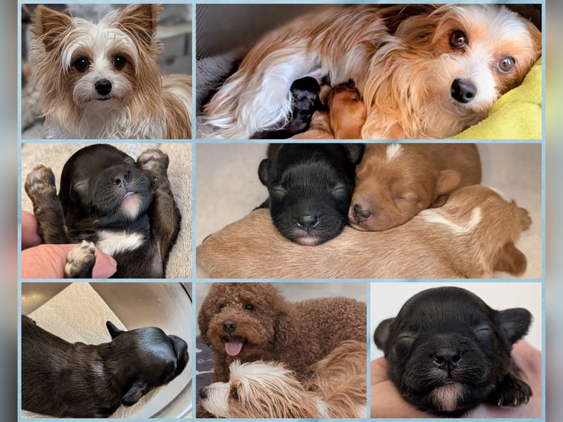 Unsere Maltipoo, Chibietzu+Poo, Pudelmixies sind da. Abgabe Ende Juli