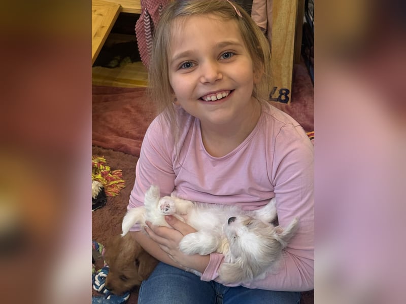 Wurfankündigung: Maltipoo, Chibietzu+Poo, Pudelmischling